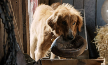 Disturbing Video of Alleged Animal Cruelty Poses Controversy for Family Film 'A Dog's Purpose'