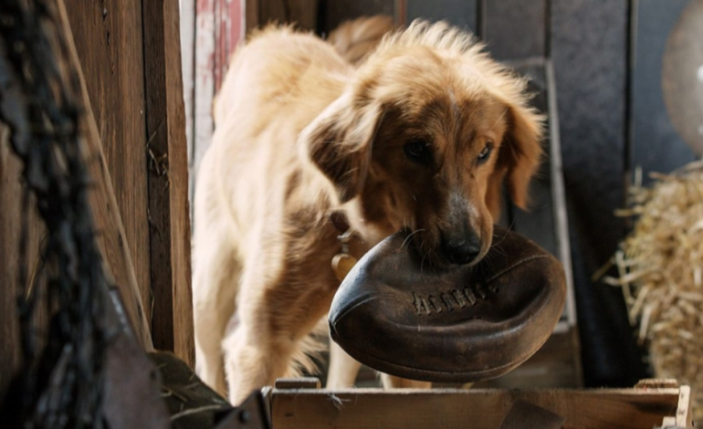 Disturbing Video of Alleged Animal Cruelty Poses Controversy for Family Film  'A Dog's Purpose' - mxdwn Movies