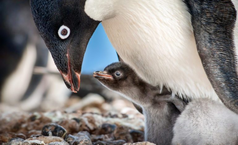 Disneynature Reveals New Glimpse into Nature Documentary ‘Penguins’