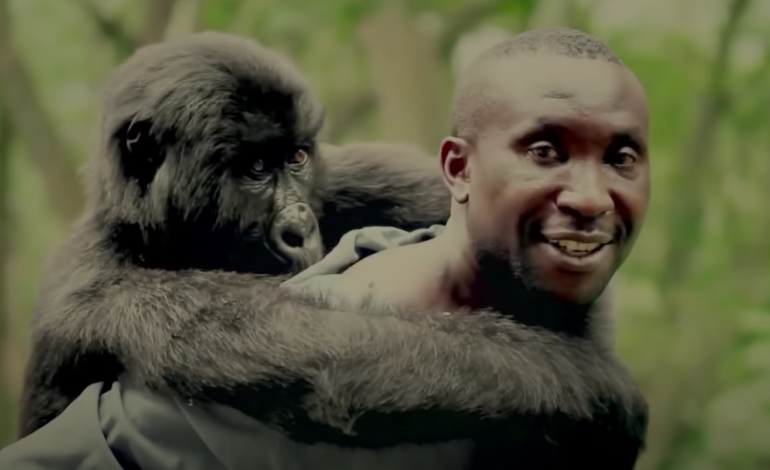 Documentary ‘Virunga’ Being Made into Feature Film with Barry Jenkins and Leonardo Dicaprio