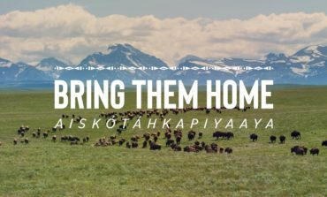 Lily Gladstone Narrates 'Bring Them Home' Buffalo Conservation Doc, To Premiere At Big Sky Film Festival