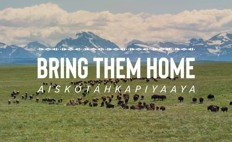 Lily Gladstone Narrates ‘Bring Them Home’ Buffalo Conservation Doc, To Premiere At Big Sky Film Festival